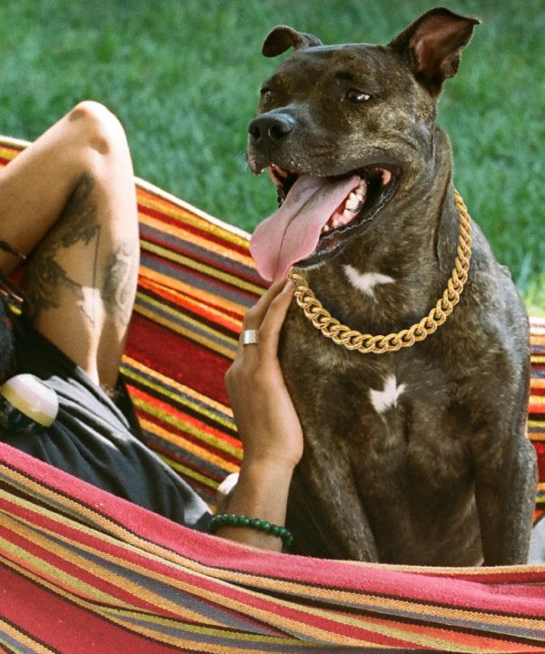 PP COLOR Gold Dog Collar Lightweight Metal Adjustable Chain-2