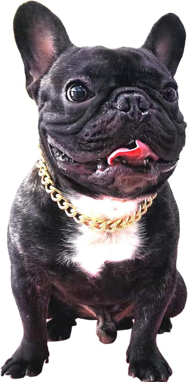 PP COLOR Gold Dog Collar Lightweight Metal Adjustable Chain-0