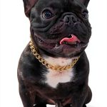 PP COLOR Gold Dog Collar Lightweight Metal Adjustable Chain-0