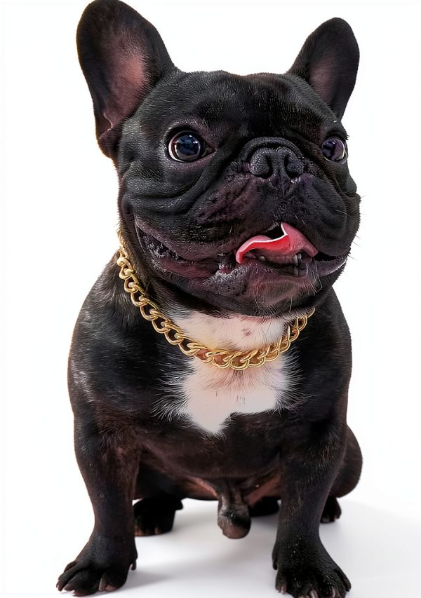 PP COLOR Gold Dog Collar Lightweight Metal Adjustable Chain-0