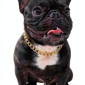 PP COLOR Gold Dog Collar Lightweight Metal Adjustable Chain-0