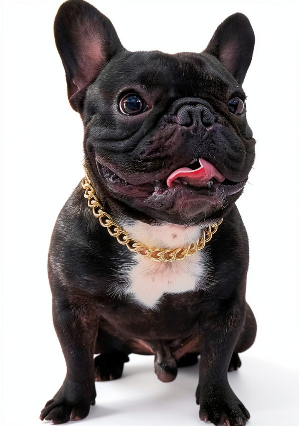 PP COLOR Gold Dog Collar Lightweight Metal Adjustable Chain-0